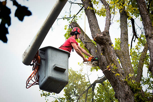 Best Arborist Services Near Me  in Sand Lake, MI